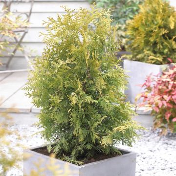 Thuja occidentalis Golden Brabant