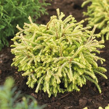Thuja occidentalis Golden Tuffet Thuja occidentalis Golden Tuffet