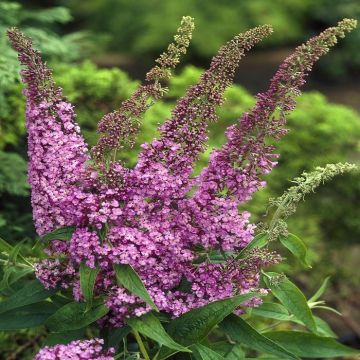 Buddleja daviddi Fascinating