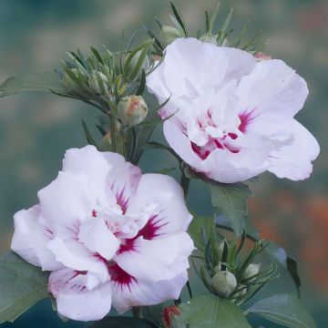 Hibiscus syriacus Speciosus