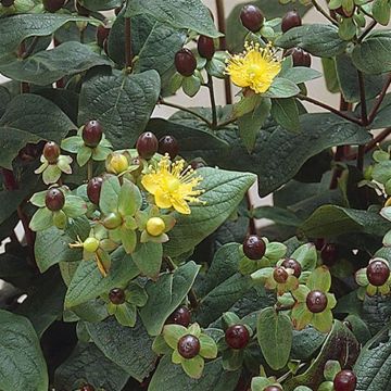 Hypericum inodorum Autumn Blaze