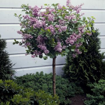 Syringa Palibin op Stam