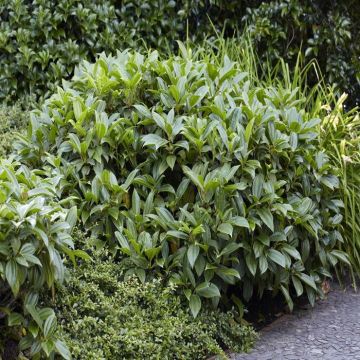 Viburnum davidii