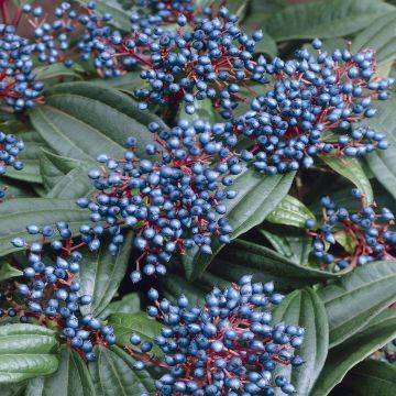 Viburnum davidii v2
