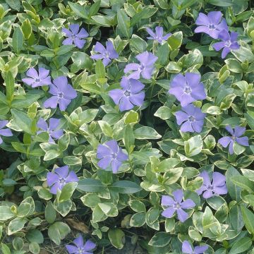 Vinca major variegata v2