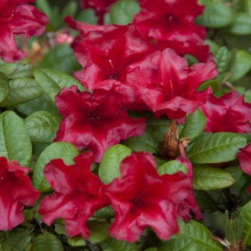 Rhododendron Scarlet Wonder