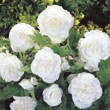 Begonia grandiflora White Begonia grandiflora White