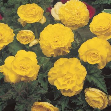 Begonia Grandiflora Yellow Begonia Grandiflora Yellow