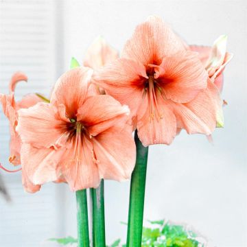 Hippeastrum Rilona