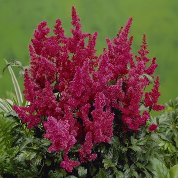 Astilbe Fiery Red v2