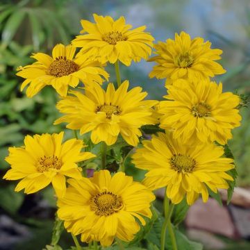 Heliopsis Scabra
