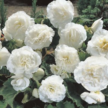 Begonia Non Stop White Begonia Non Stop White