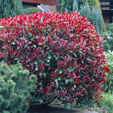 Photinia Red Robin V3 Photinia Red Robin V3