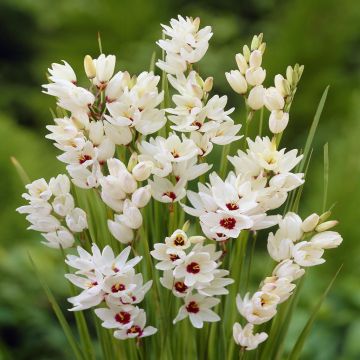 Ixia Giant Ixia Giant