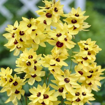 Ixia Yellow Emperor Ixia Yellow Emperor