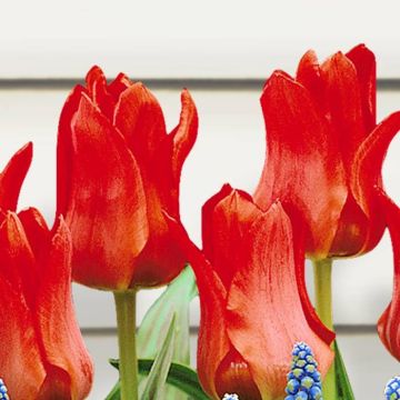 Tulip Red Riding Hood 2
