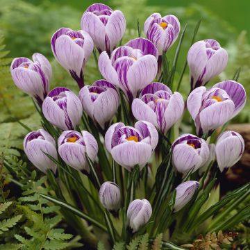 Crocus Pickwick Crocus Pickwick