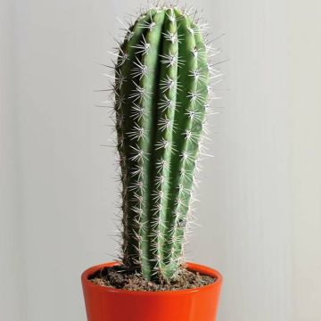 Cactus Pachycereus pringlei