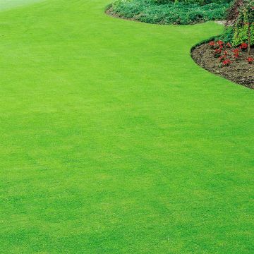 Self repairing lawn seed v3 Self repairing lawn seed v3