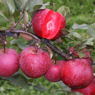 Malus Baya  Marisa