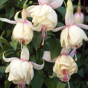 Fuchsia Annabel