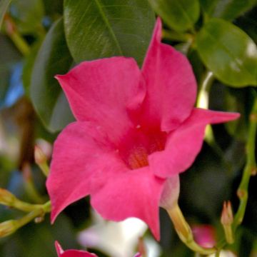 Dipladenia Pink V