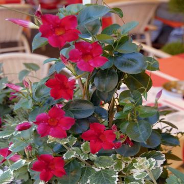 Dipladenia Red Dipladenia Red