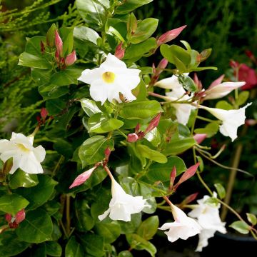 Dipladenia White Dipladenia White
