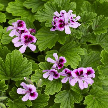 Geurgeranium Pelargonium Orange Fizz Geurgeranium Pelargonium Orange Fizz