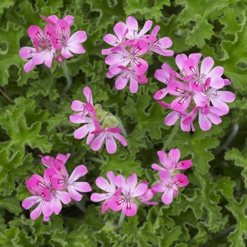 Geurgeranium Pelargonium Pink Capitatum Geurgeranium Pelargonium Pink Capitatum
