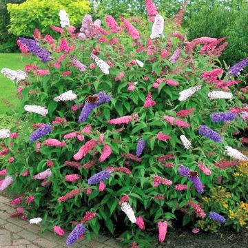 Buddleja mix
