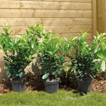 Prunus lauro Novita v2 Prunus lauro Novita v2