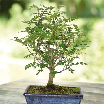 Zanthoxylum pot15 broom (181530)