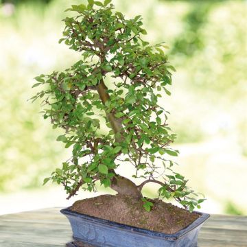 Ulmus pot30 shaped(103045)