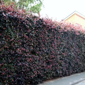 Fagus sylvestris atropurpurea groot