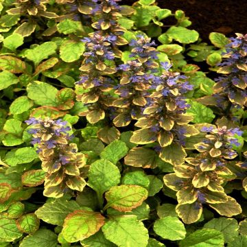 Ajuga reptans Burgundy Glow