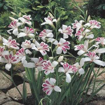 Gladioli Prins Claus