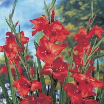 Gladioli Mirella