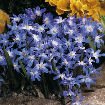 Chionodoxa Luciliae
