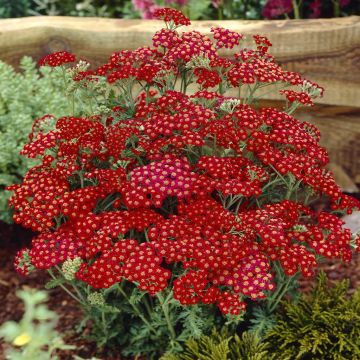 Achillea millefolium Red