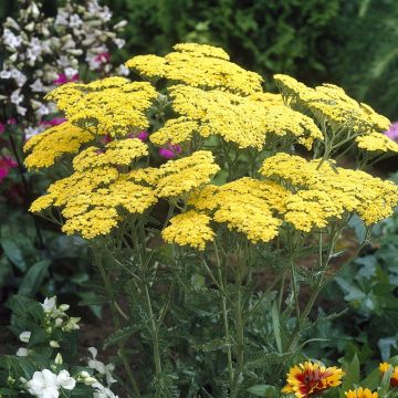 Achillea millefolium Yellow