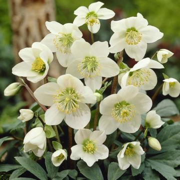 Helleborus Niger White Helleborus Niger White