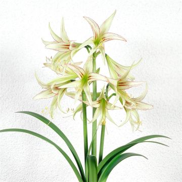 Amaryllis Emerald Amaryllis Emerald