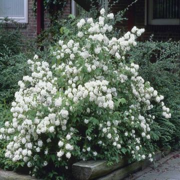 Philasdelphus Dame Blanche