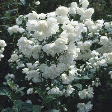 Philadelphus Snow belle