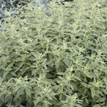 Caryopteris x clandonensis White Surprise