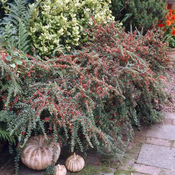 Cotoneaster Horizontalis