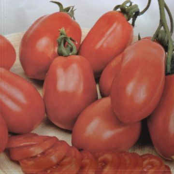 Tomato Roma