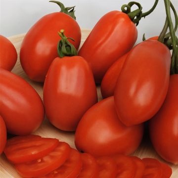 Tomato Roma