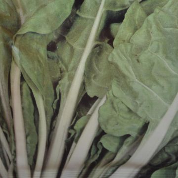 Swiss Chard Lyon